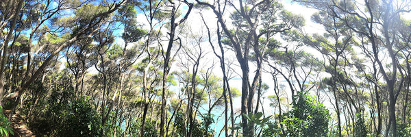 Into the Trees
